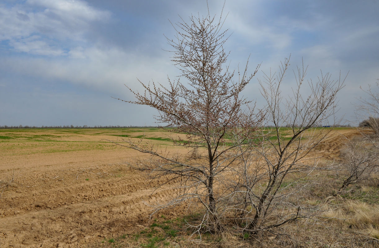 Изображение особи Ulmus pumila.
