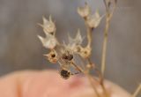 Amethystea caerulea. Вскрывшиеся зрелые плоды. Приморский край, Уссурийский гор. округ, окр. с. Монакино, широколиственный лес. 23.01.2022.