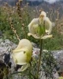 Aconitum confertiflorum. Соцветие с отцветающими цветками (у верхнего видна развивающаяся завязь); нижний цветок с повреждением насекомым(?). Кабардино-Балкария, Черекский р-н, Кабардино-Балкарский высокогорный заповедник, Мижиргийское ущелье, ≈ 2500 м н.у.м., отложенная боковая морена, альпийский луг. 16.08.2021.