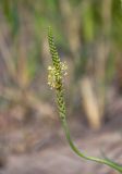 Plantago salsa