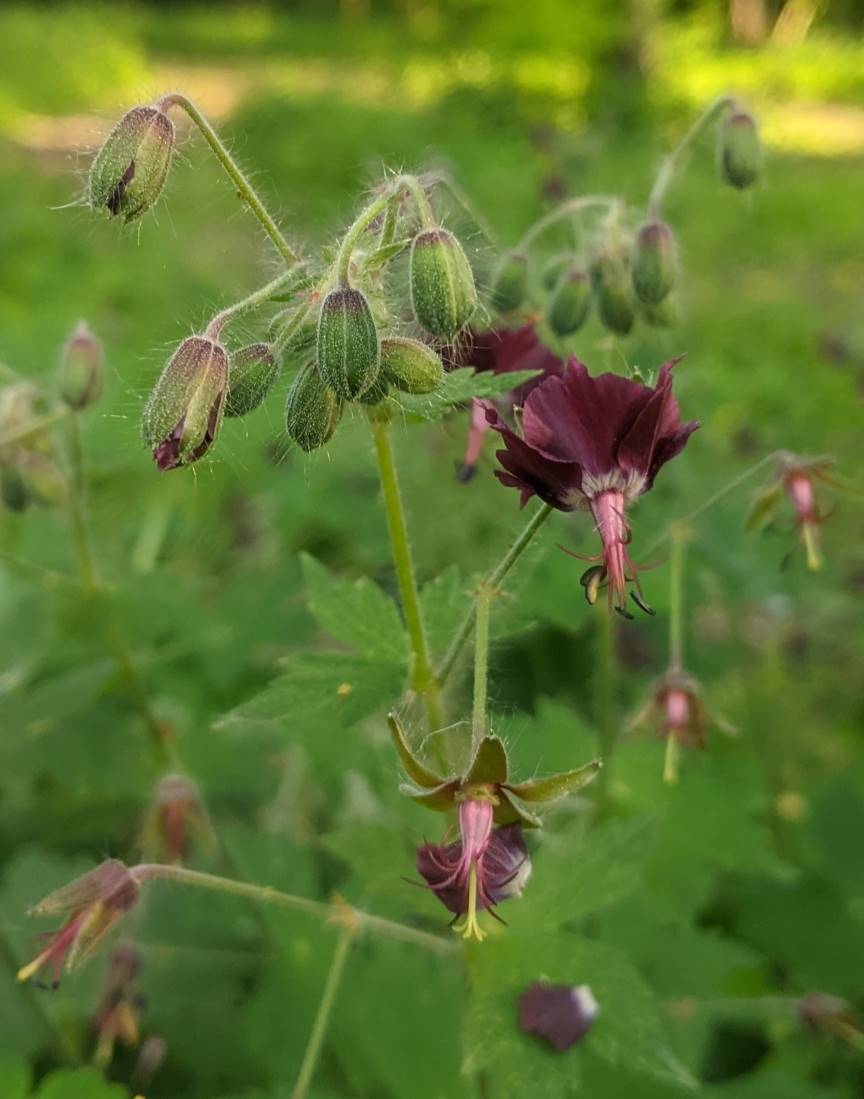 Image of Geranium phaeum specimen.