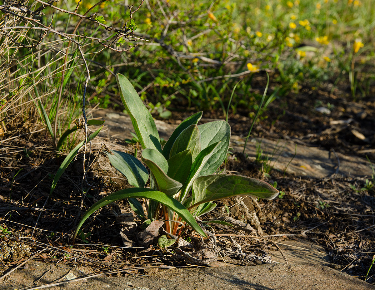 Изображение особи Cynoglossum officinale.