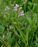 Chorispora tenella. Верхушка растения с цветками и завязавшимися плодами. Ростовская обл., Азовский р-н, окр. с. Кугей, склон дамбы. 01.05.2022.