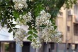 Lagerstroemia indica