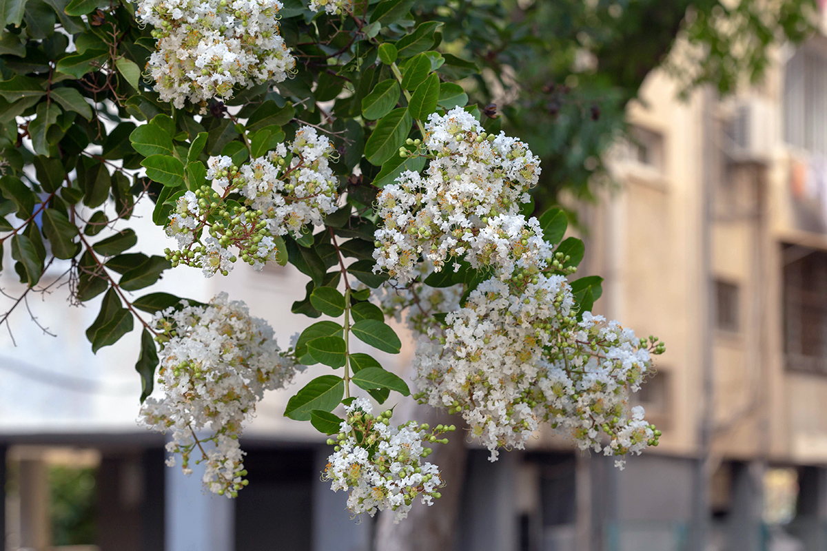 Image of Lagerstroemia indica specimen.