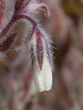 Onosma polychroma