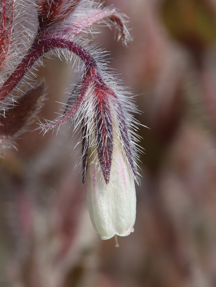 Image of Onosma polychroma specimen.