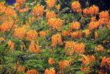 Caesalpinia pulcherrima
