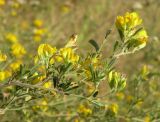 Medicago romanica. Верхушка цветущего растения. Днепропетровская обл., балка в верховьях р. Самоткань. 22.08.2010.