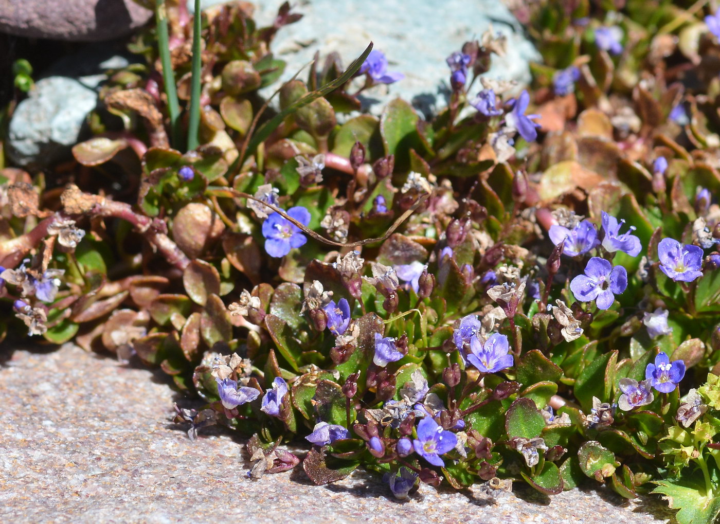 Image of Veronica beccabunga ssp. muscosa specimen.