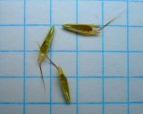 Bromus japonicus. Нижние цветочные чешуи. Ростовская обл., Азовский р-н, с. Кугей, степной склон балки. 13.06.2022.