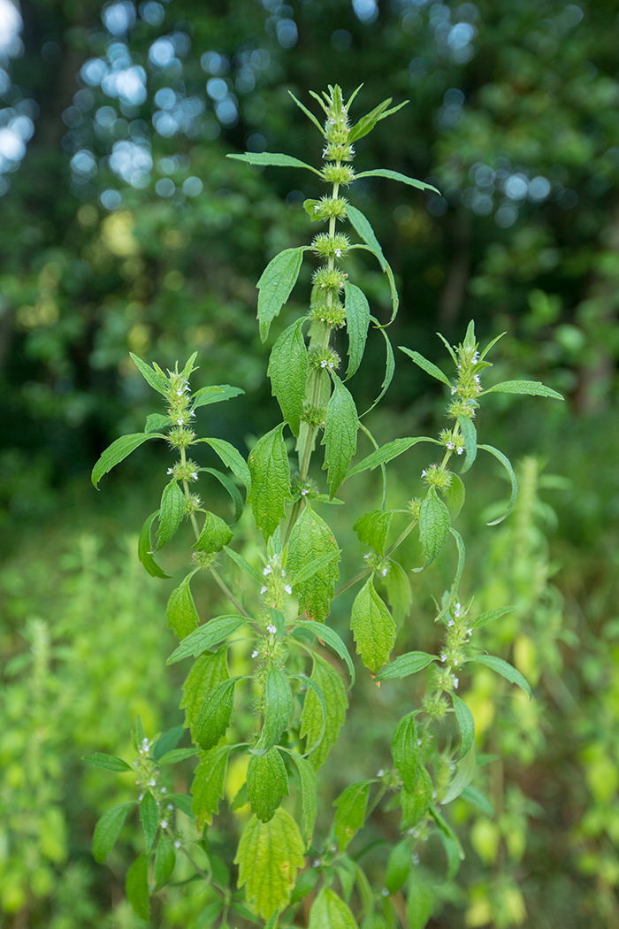 Изображение особи Chaiturus marrubiastrum.