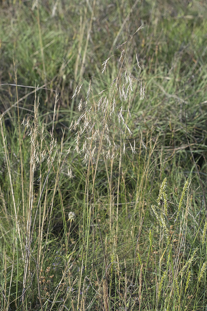 Изображение особи Anisantha sterilis.