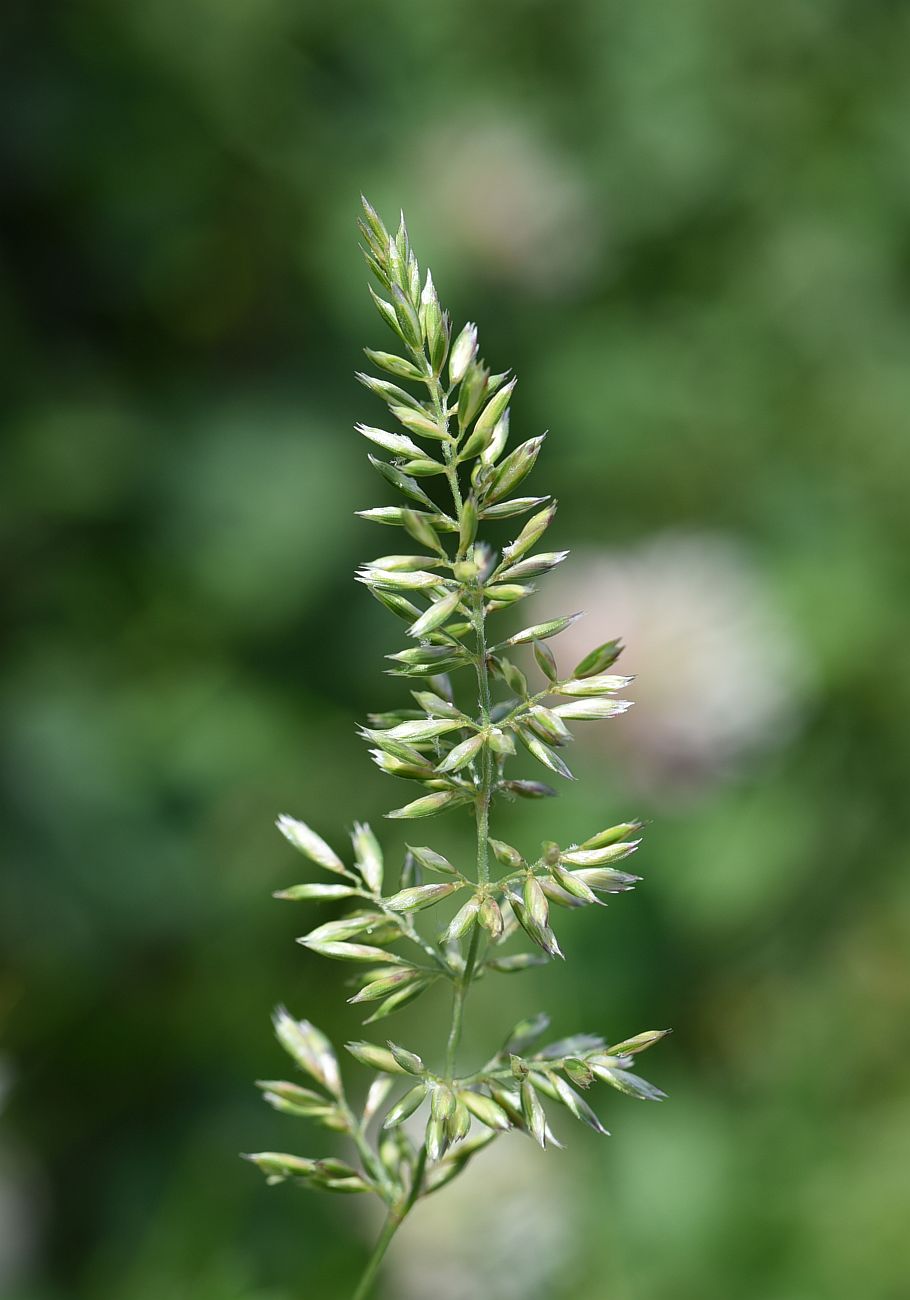 Image of genus Koeleria specimen.