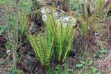 Dryopteris wallichiana. Растения с молодыми вайями. Бутан, дзонгхаг Пунакха, национальный парк \"Royal Botanical\". 03.05.2019.