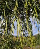 genus Cassia