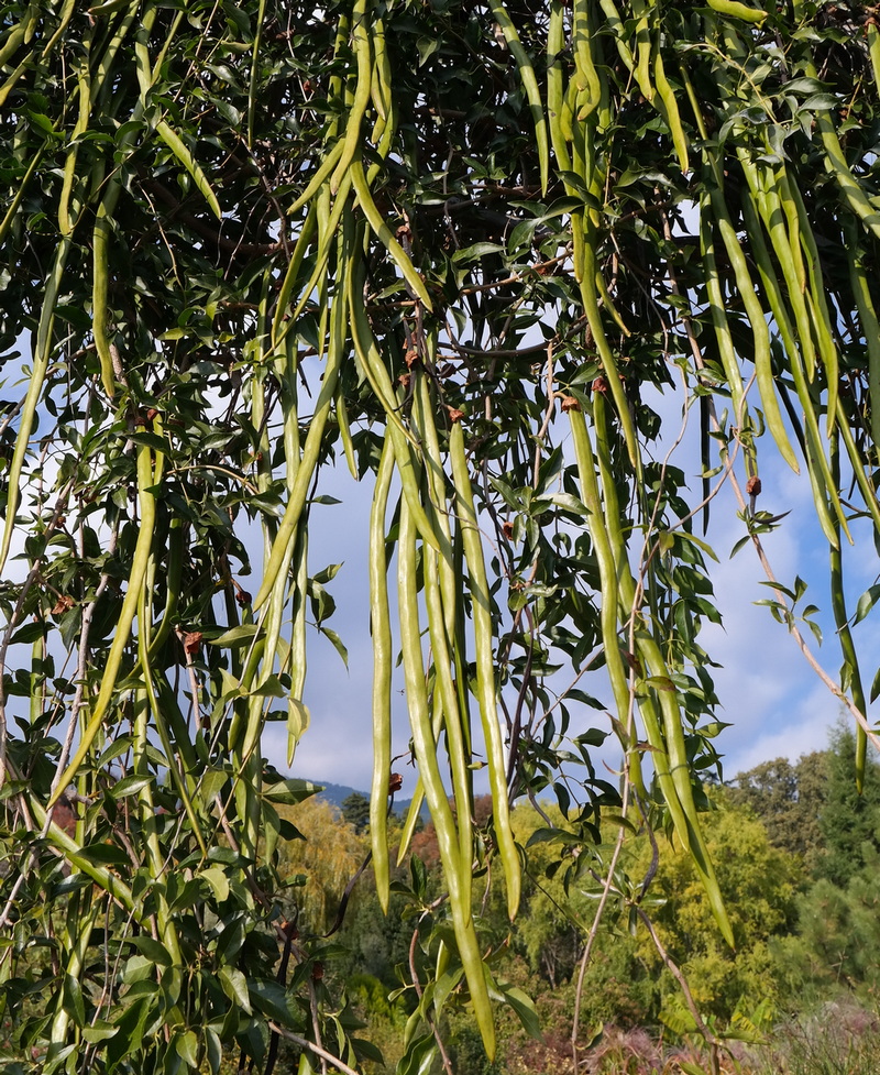 Image of genus Cassia specimen.
