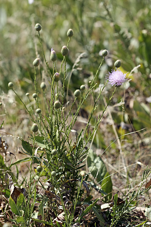 Image of Klasea sogdiana specimen.