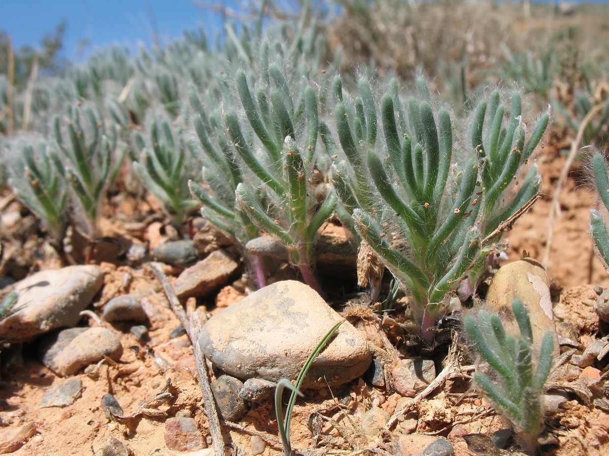 Изображение особи семейство Chenopodiaceae.