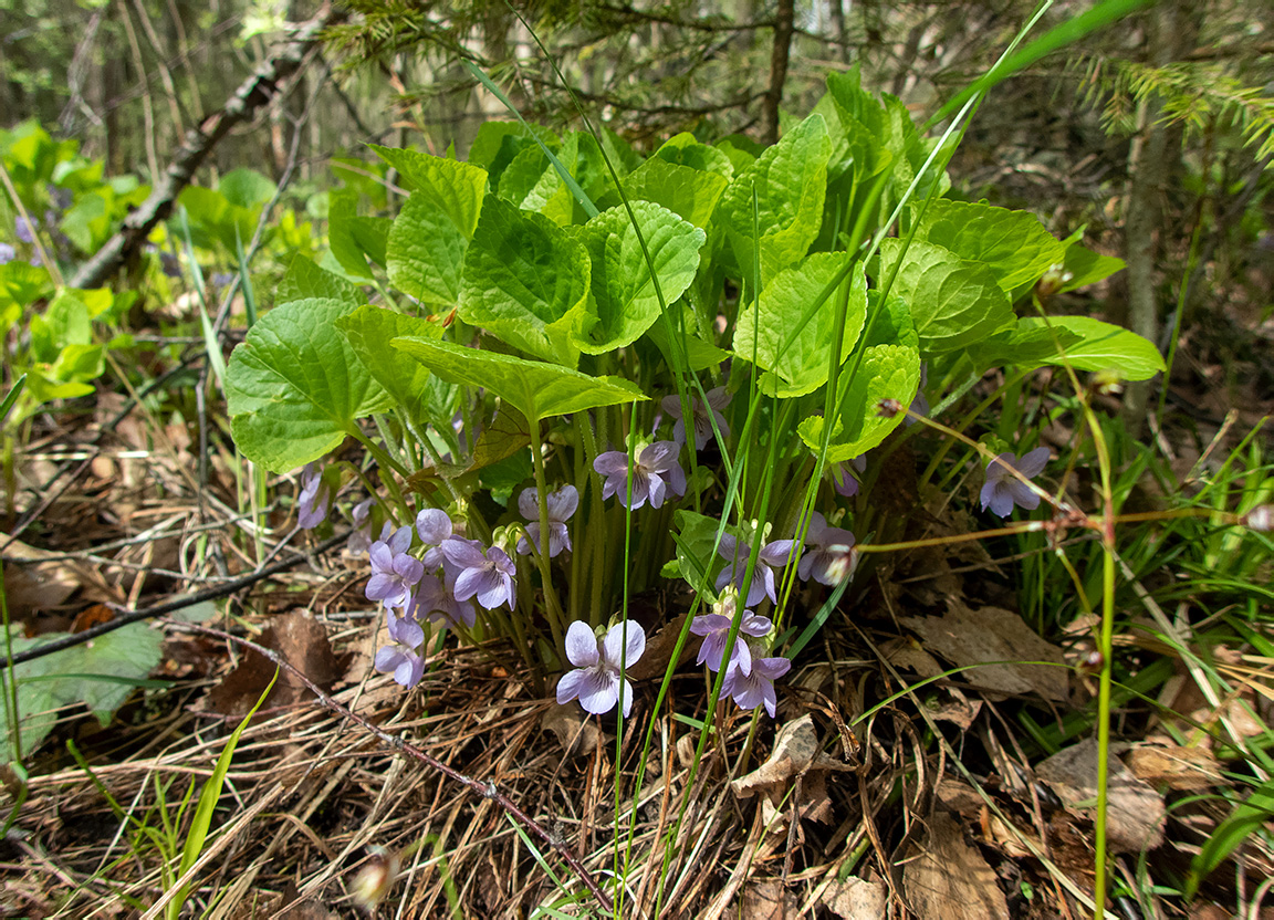 Image of Viola mirabilis specimen.