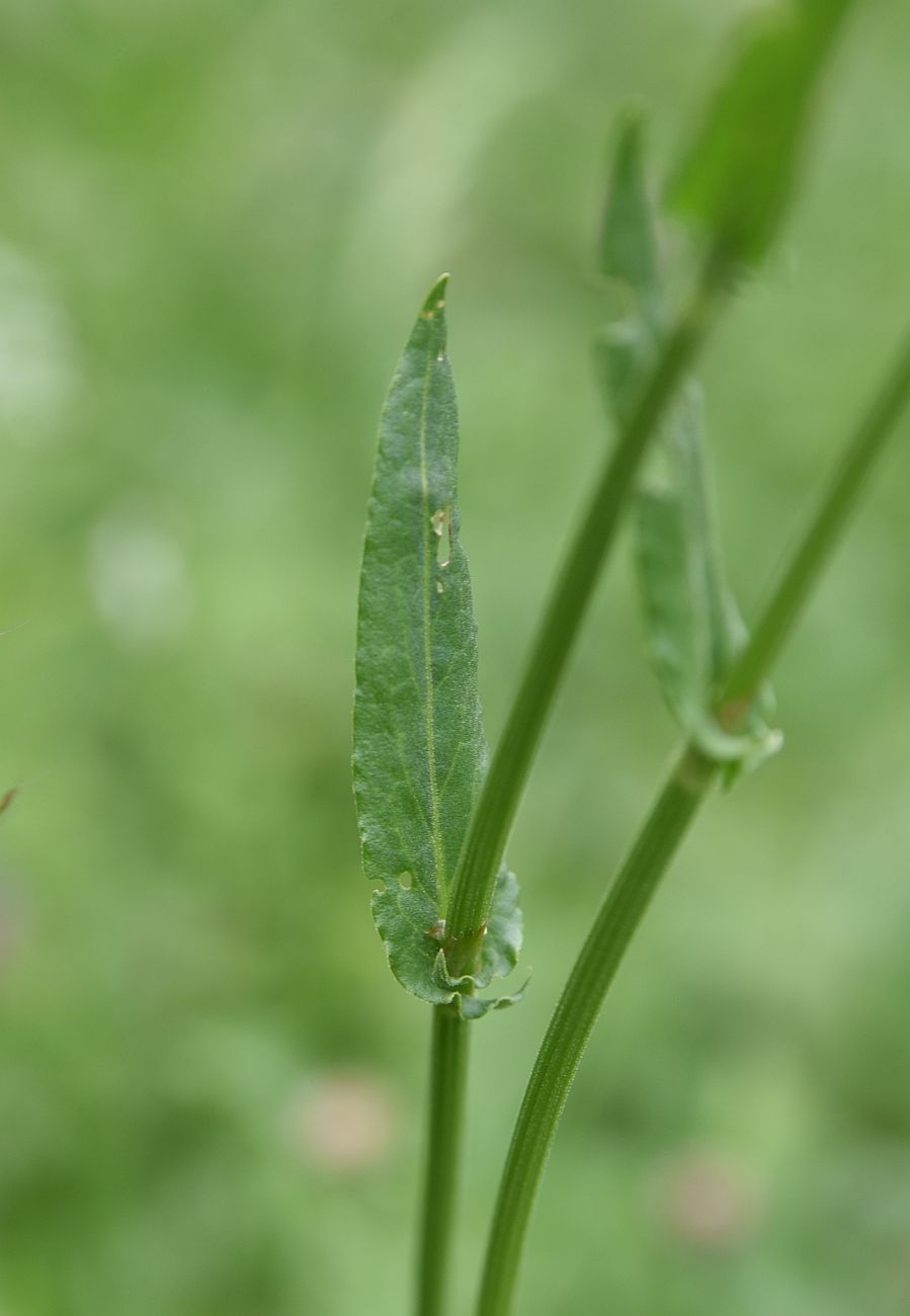Изображение особи Rumex tuberosus.