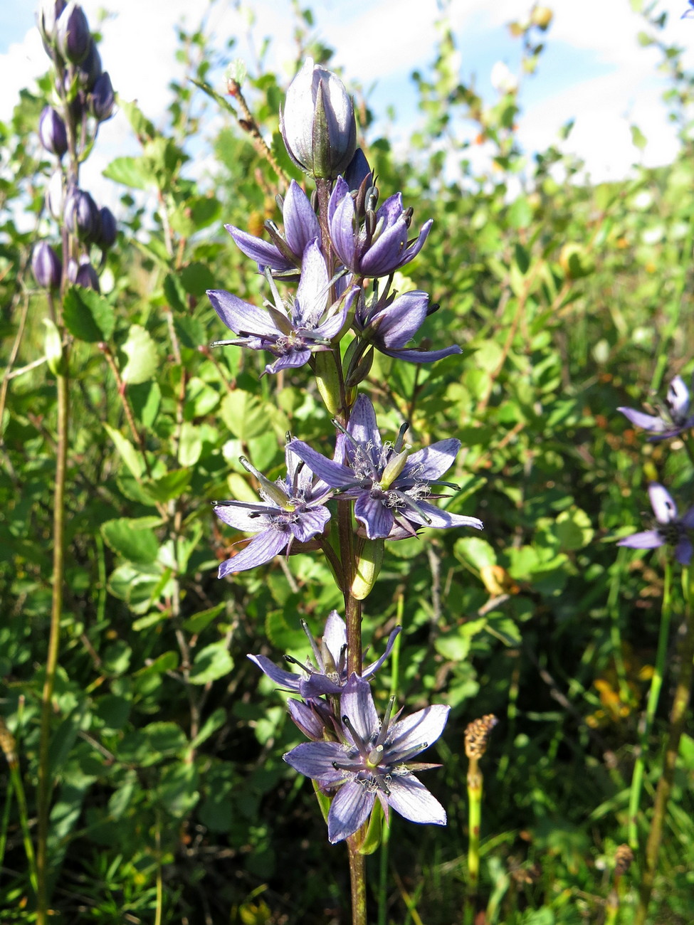 Image of Swertia obtusa specimen.