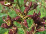 Dictamnus caucasicus