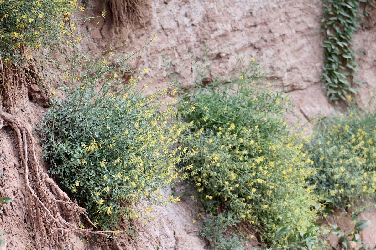 Image of Corydalis sangardanica specimen.