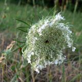 Daucus carota. Соцветие. Польша, Любушское воеводство, Мендзыжечкий повят, г. Тшцель, АЗС. 07.07.2010.