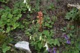 Orobanche campanulae