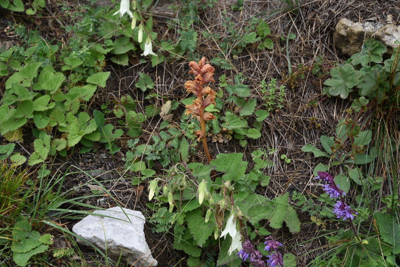 Изображение особи Orobanche campanulae.
