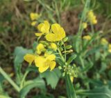 Brassica campestris