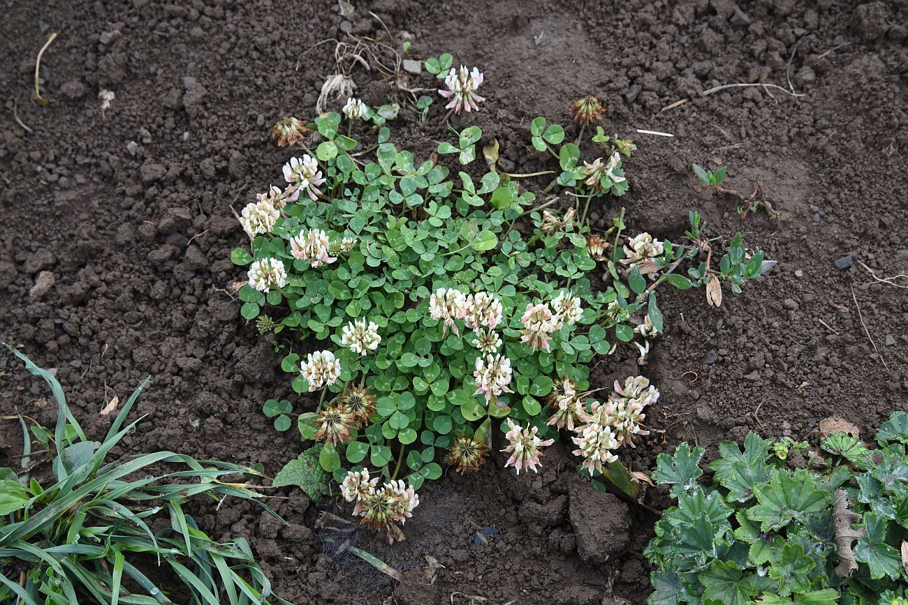 Image of genus Trifolium specimen.