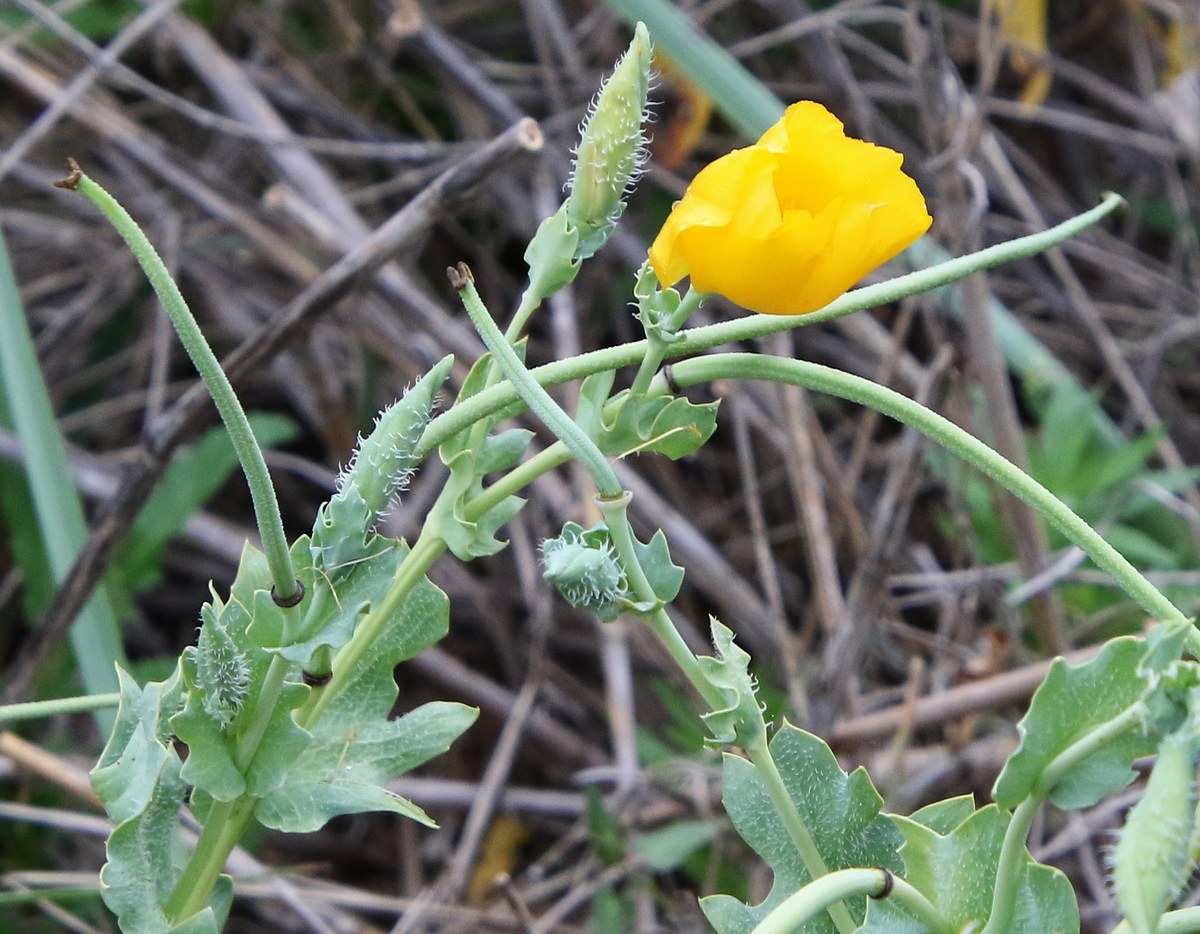 Изображение особи Glaucium flavum.