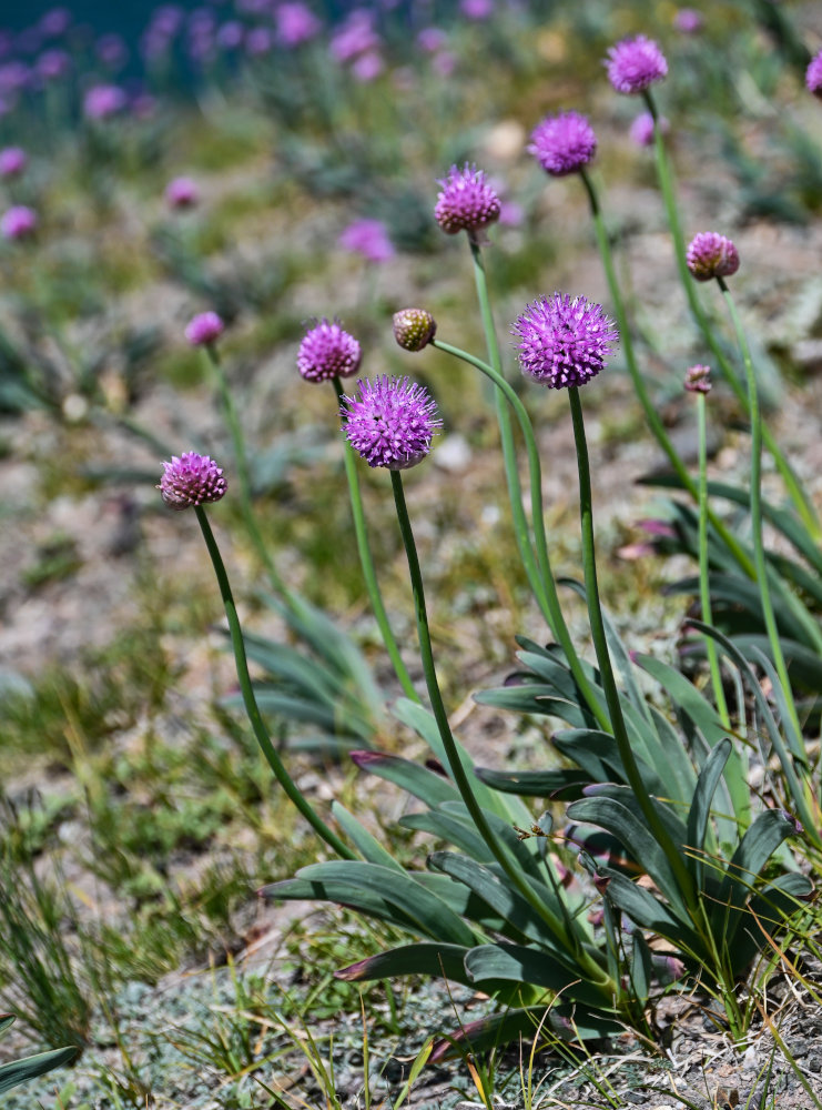 Image of Allium carolinianum specimen.