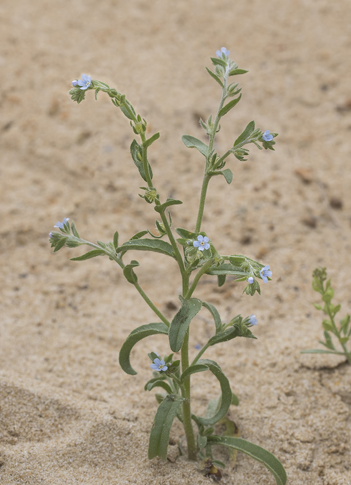 Image of Lappula squarrosa specimen.