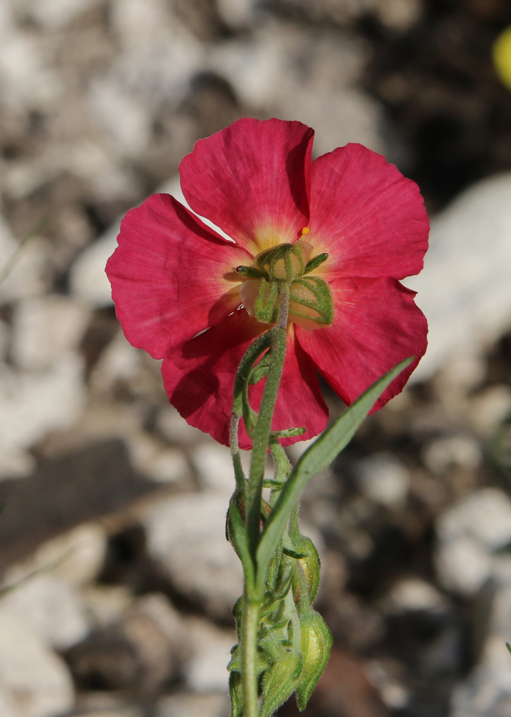 Image of Helianthemum nummularium specimen.