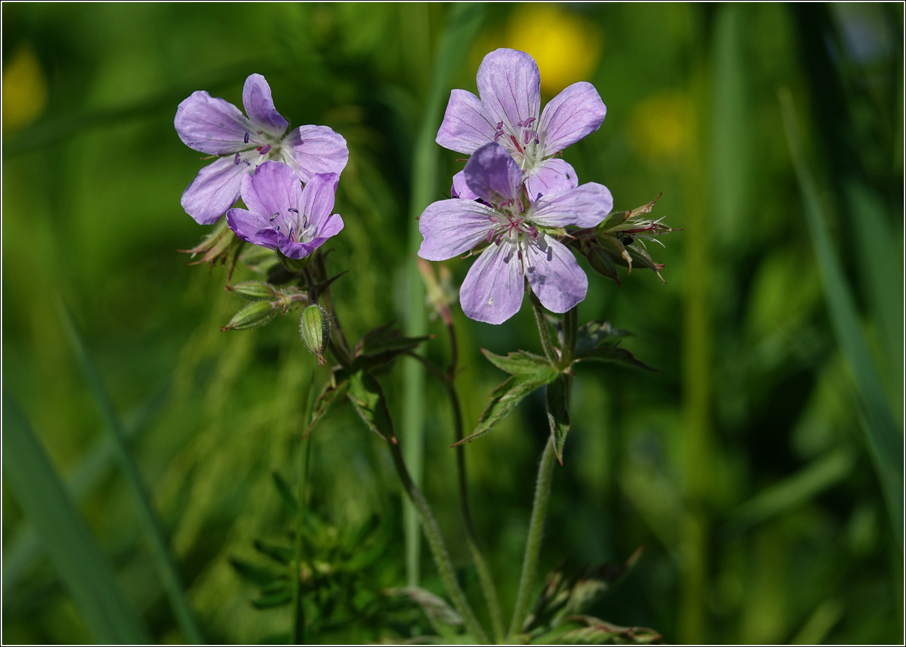 Изображение особи Geranium sylvaticum.