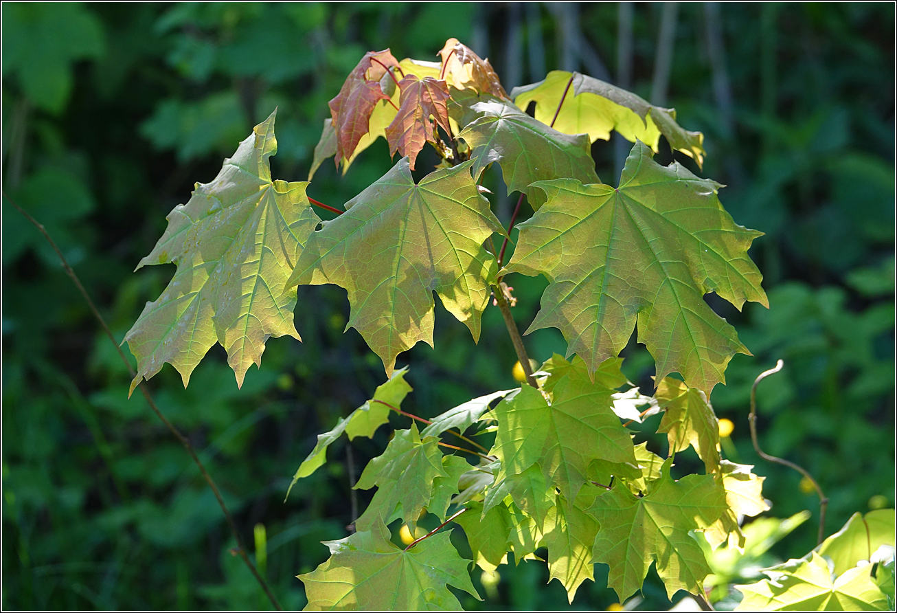 Изображение особи Acer platanoides.