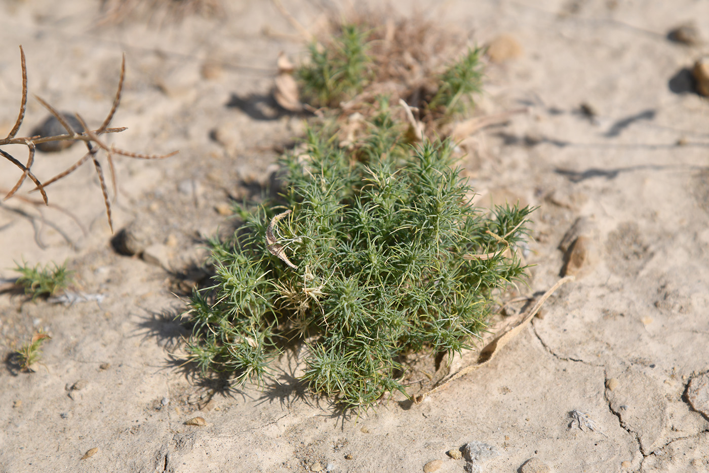 Изображение особи семейство Chenopodiaceae.