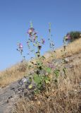 Alcea rhyticarpa