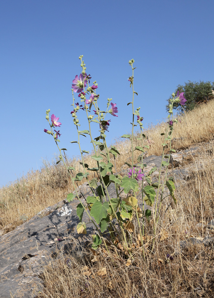 Image of Alcea rhyticarpa specimen.