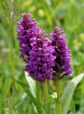 Dactylorhiza incarnata. Соцветия. Алтай, Онгудайский р-н, Семинский перевал, ≈ 1700 м н.у.м., луговой склон. 30.06.2021.