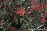 Calliandra californica