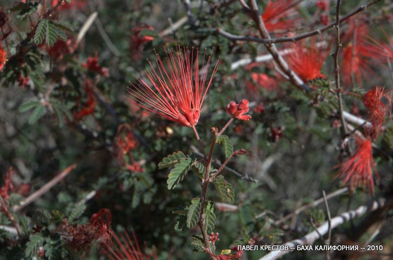 Изображение особи Calliandra californica.