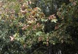 Acer campestre. Часть кроны плодоносящего растения. Испания, Каталония, пров. Жирона, комарка Альт-Эмпорда, муниципалитет Альбанья, окр. руин Monestir de sant Llorenç de Sous, 855 м н.у.м., поросшее лиственными породами деревьев микропонижение на пологом плато. 15.10.2023.