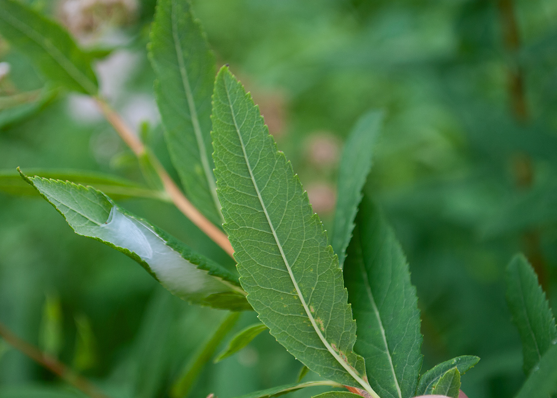 Image of Spiraea salicifolia specimen.