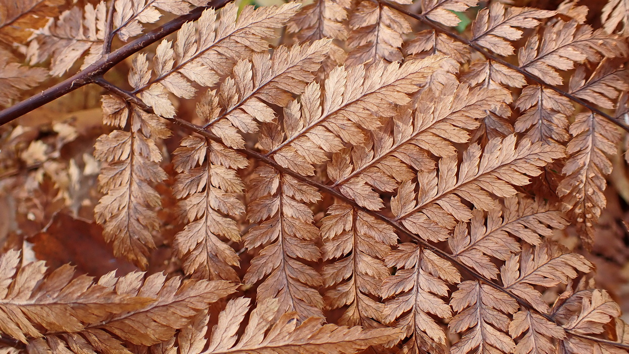 Image of Dryopteris amurensis specimen.