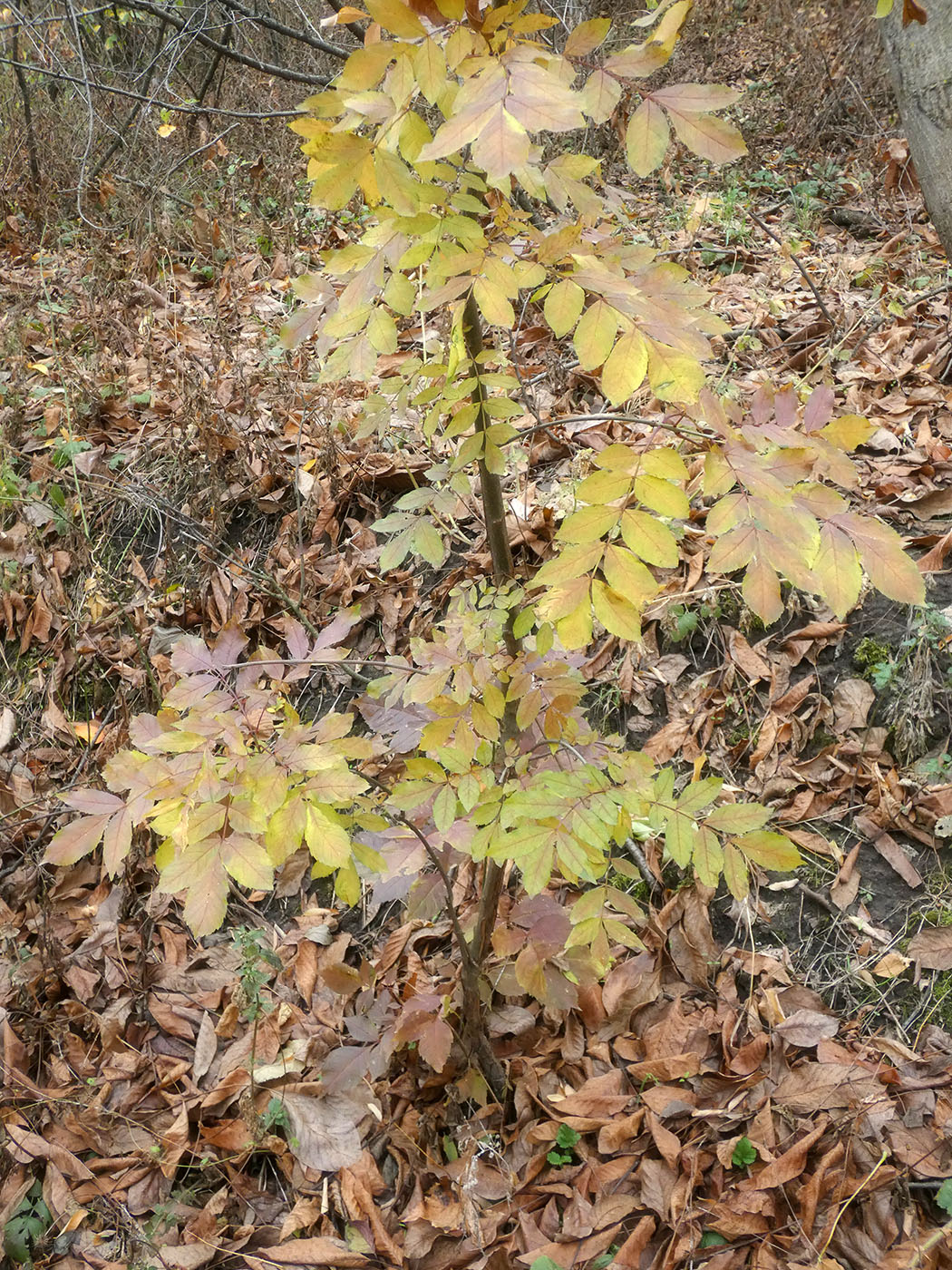 Изображение особи Fraxinus excelsior.