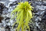 Sphagnum riparium